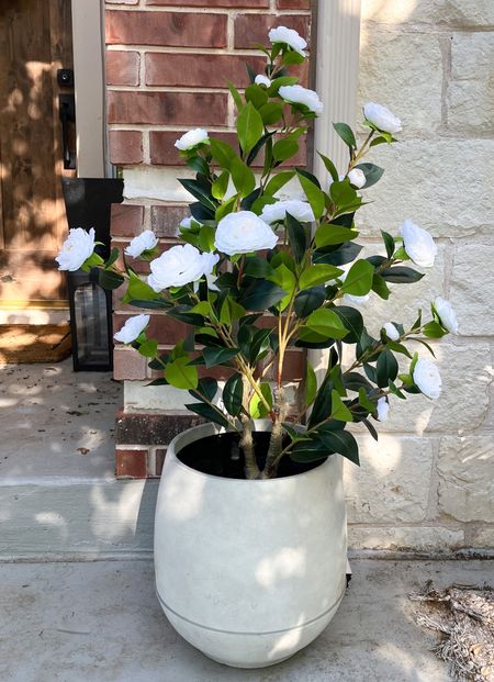 Faux camellia tree
Fake outdoor plants 

#LTKfindsunder50 #LTKhome #LTKSeasonal