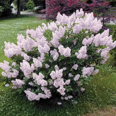 Gurney's Seed and Nursery Miss Kim Lilac Lavender Flowering Shrub in 1 Pack(s) Bare Root | Lowe's