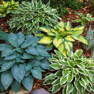 #1, Multi-color Variegated Mix Hosta Bulbs, Bare Roots (Bag of 18) | The Home Depot