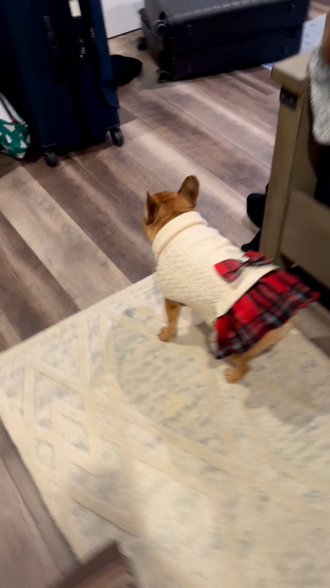 Bella’s Christmas outfit 🐾🎄🐶

#LTKFindsUnder50 #LTKHoliday