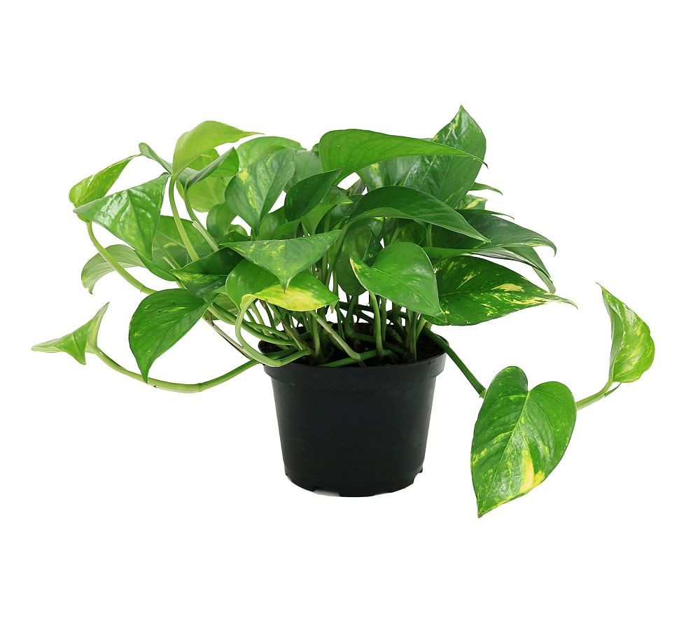 Fresh Golden Pothos Plant | Pottery Barn (US)
