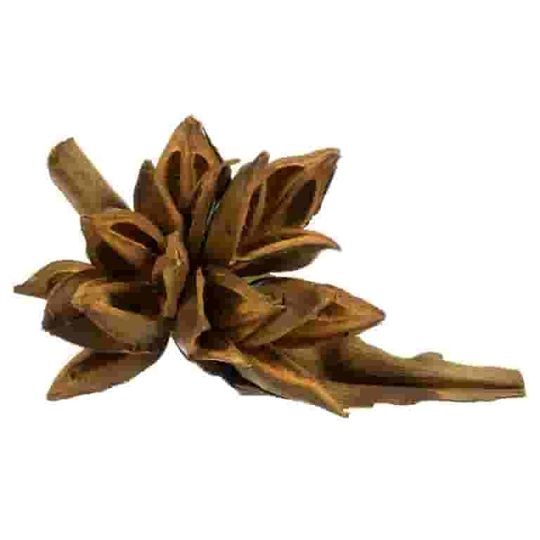 Vickerman 6" Aspen Gold Star Pod, 1 piece, Dried - Walmart.com | Walmart (US)