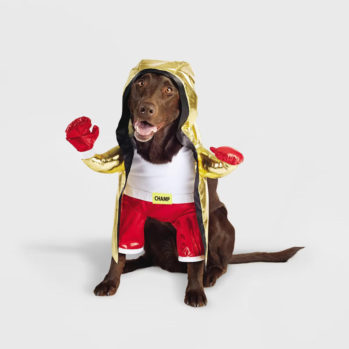 Boxing Champ Frontal Halloween Dog Costume - M - Boots & Barkley™ | Target