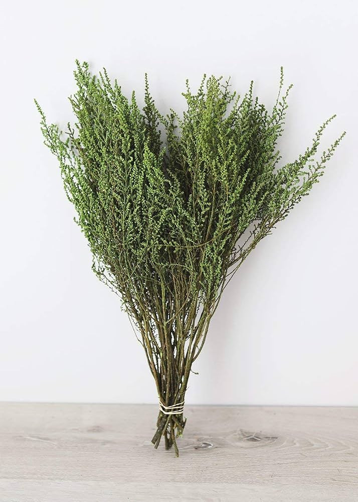 Afloral Preserved Green Stoebe Foliage | Amazon (US)