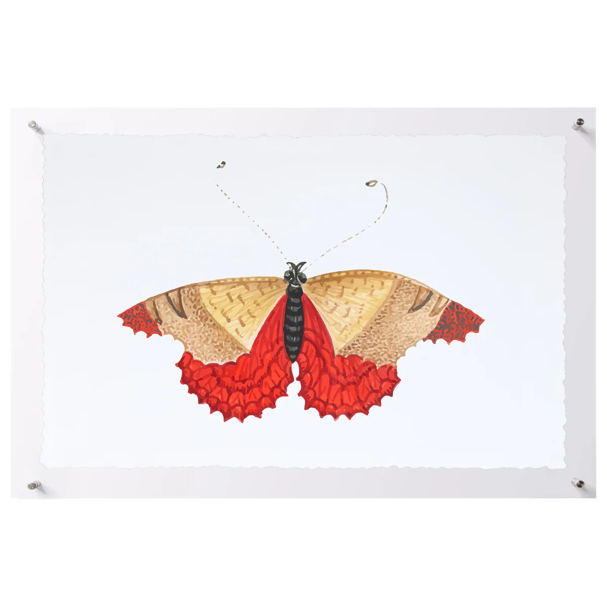 Titali in Acrylic - Persimmon | Moth Artwork Acrylic Float Frame | Scout Design Studio