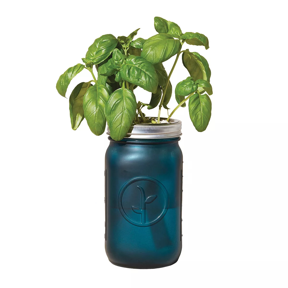 Modern Sprout Garden Jar - Basil | Kohl's