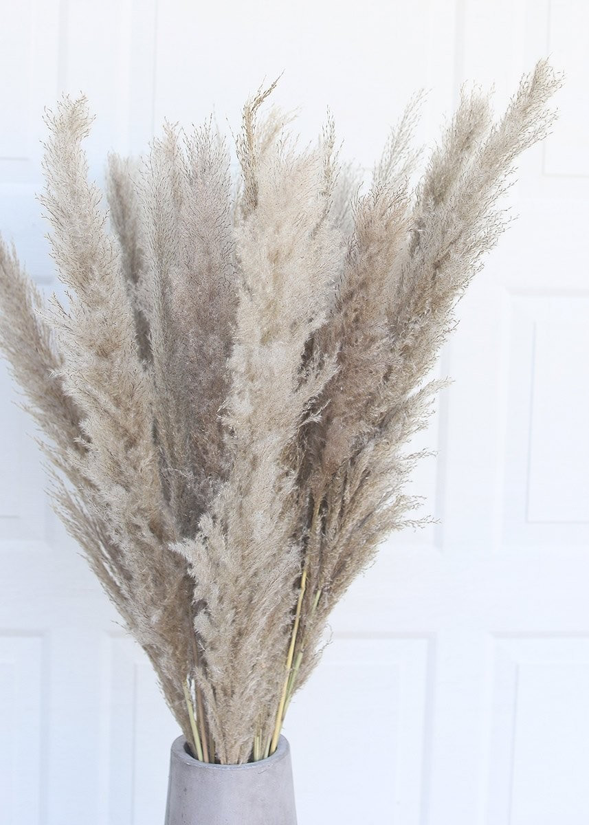 Pack of 25 - Natural Pampas Grass - Ships Alone | Afloral (US)