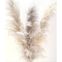 Fluffy Grey Feather Pampas Pampass Grey Pompass Grass | Etsy (US)