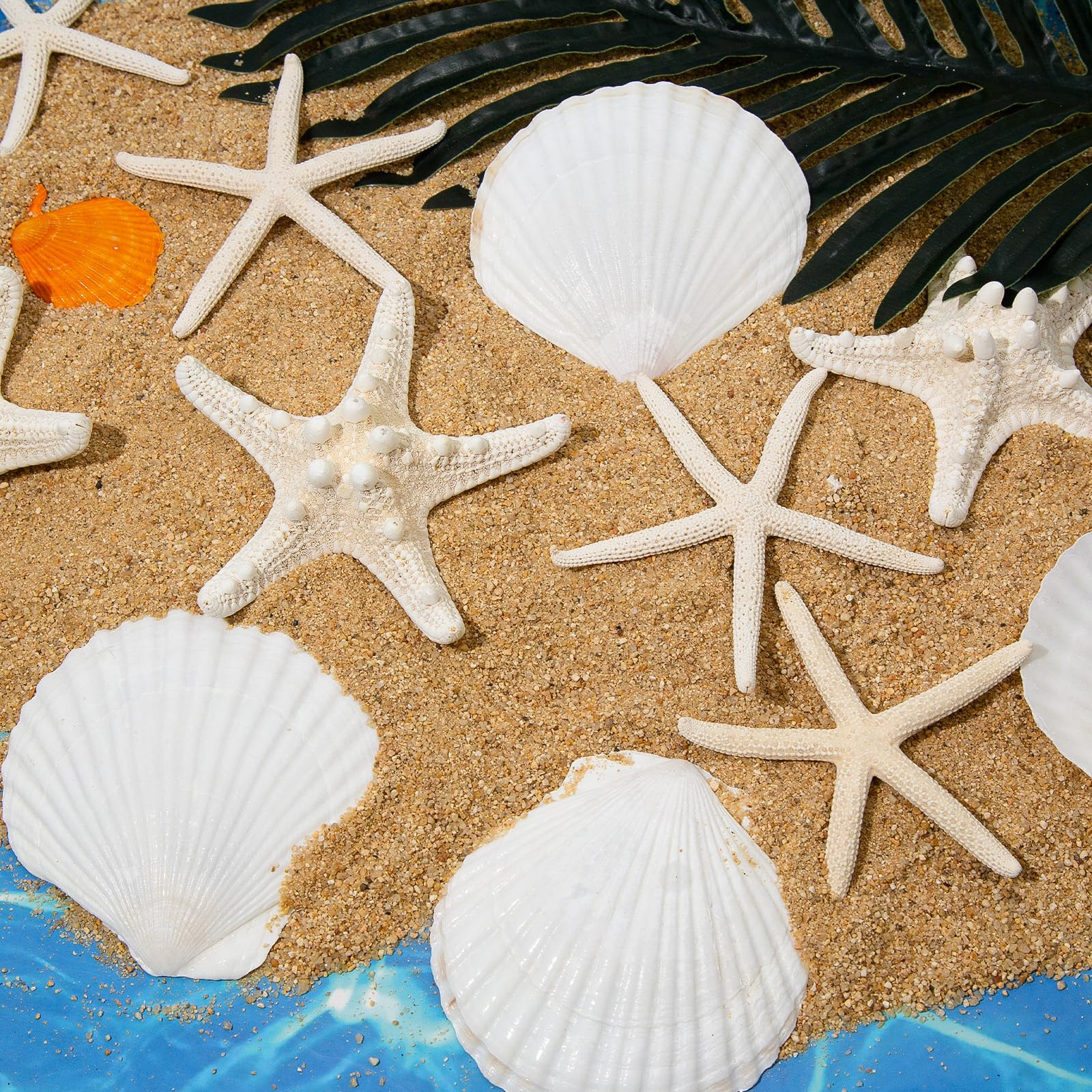 JQAQJU 3-4 Inches Large Starfish and Scallop Shells for Crafts 12PCS, Natural Beach Sea Shells fo... | Amazon (US)