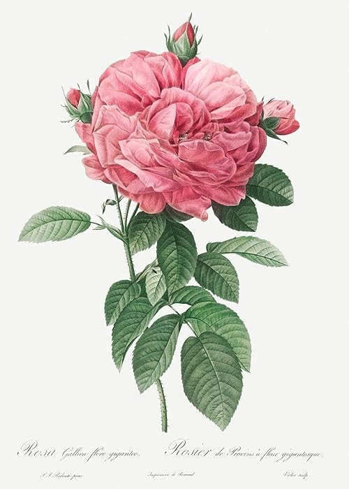 Eurisko Studios Botanical Plant Print - Giant French rose bloom (Provins rosebush) by Pierre Jose... | Amazon (US)