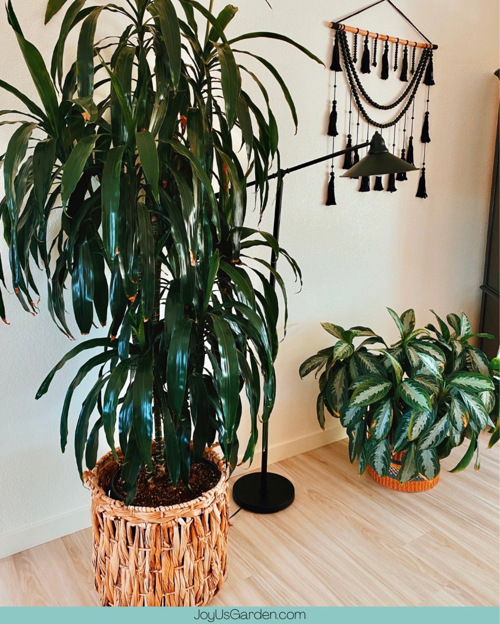 This large round floor basket with vertical weave is perfect for my Dracaena Lisa. The basket is hand-woven from corn leaf, rope and banana leaf. #houseplants #IndoorPlants #Gardening #PlantBaskets #planter #plants #homedecor #handmade #garden #planters #plant #interiordesign #houseplants #pot #pots #plantlife #home

#LTKhome