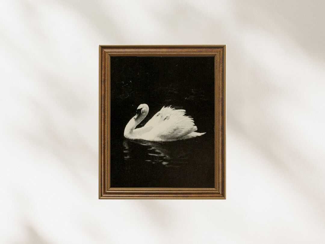 Vintage Swan and Cygnets Print – Black and White Animal Photography, Elegant Nature Wall Art, D... | Etsy (US)