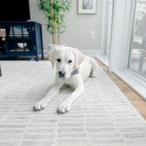 Capitola Hand-Tufted Wool Rug | Pottery Barn (US)