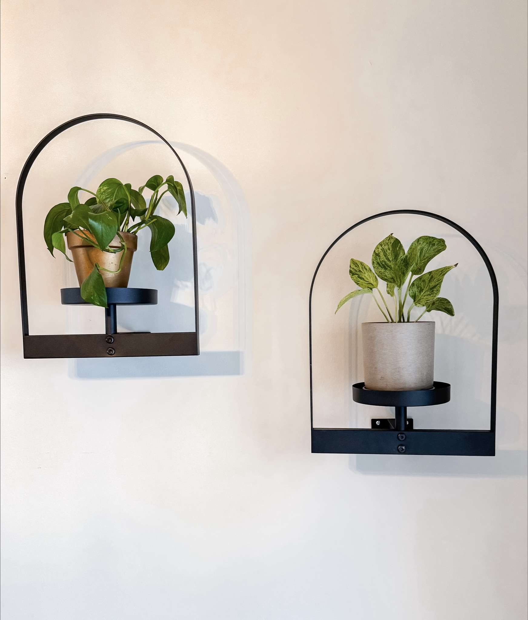 Plant decor 
Hanging plants 
Home 

#LTKHome