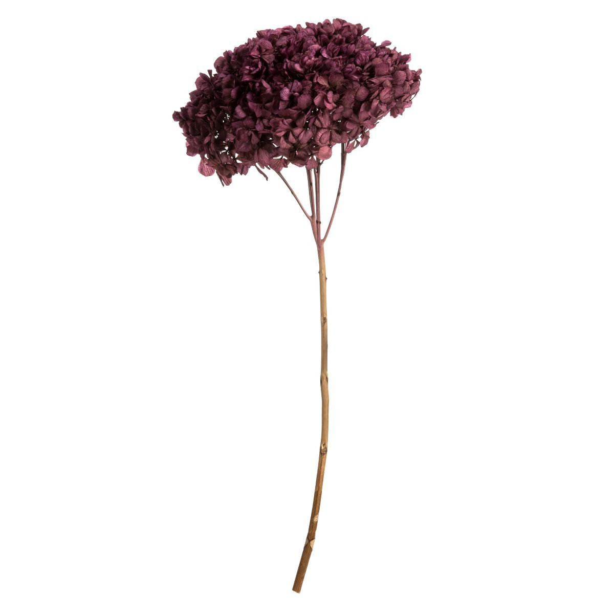 Vickerman 15” Purple Orchid Hydrangea with Multiple Branch Segments. Preserved | Target