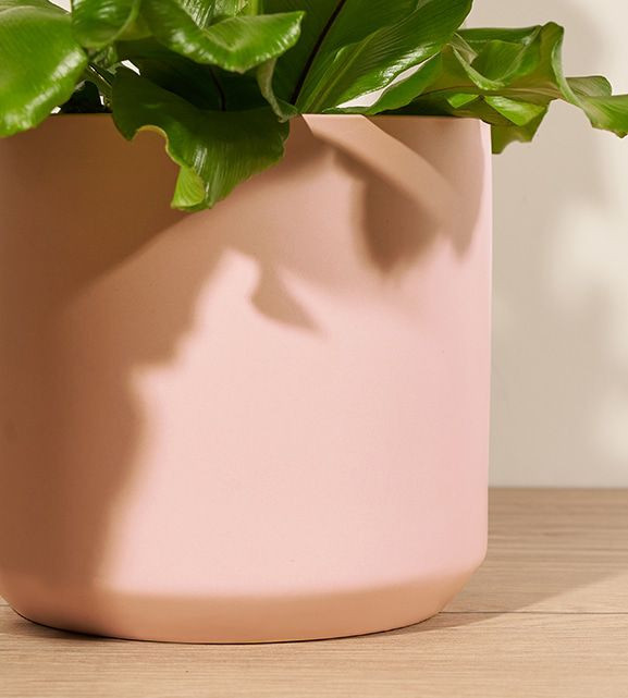 Best Fern | The Bouqs