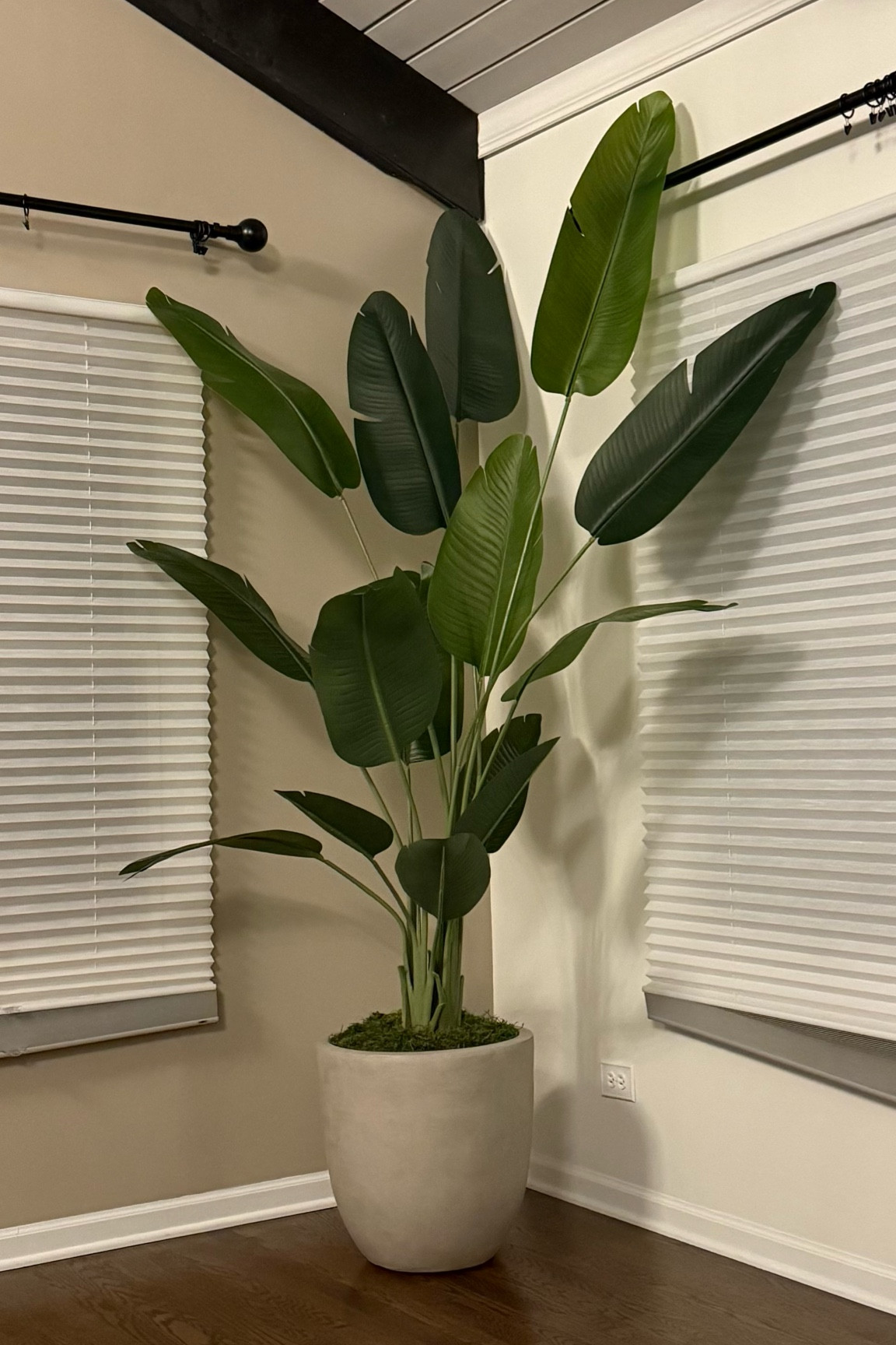 #pottedplant #tree #homedecor

#LTKHome