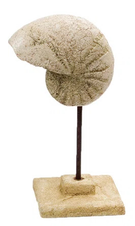 Cieslak Stone Cast Shell on Stand Sculpture | Wayfair North America