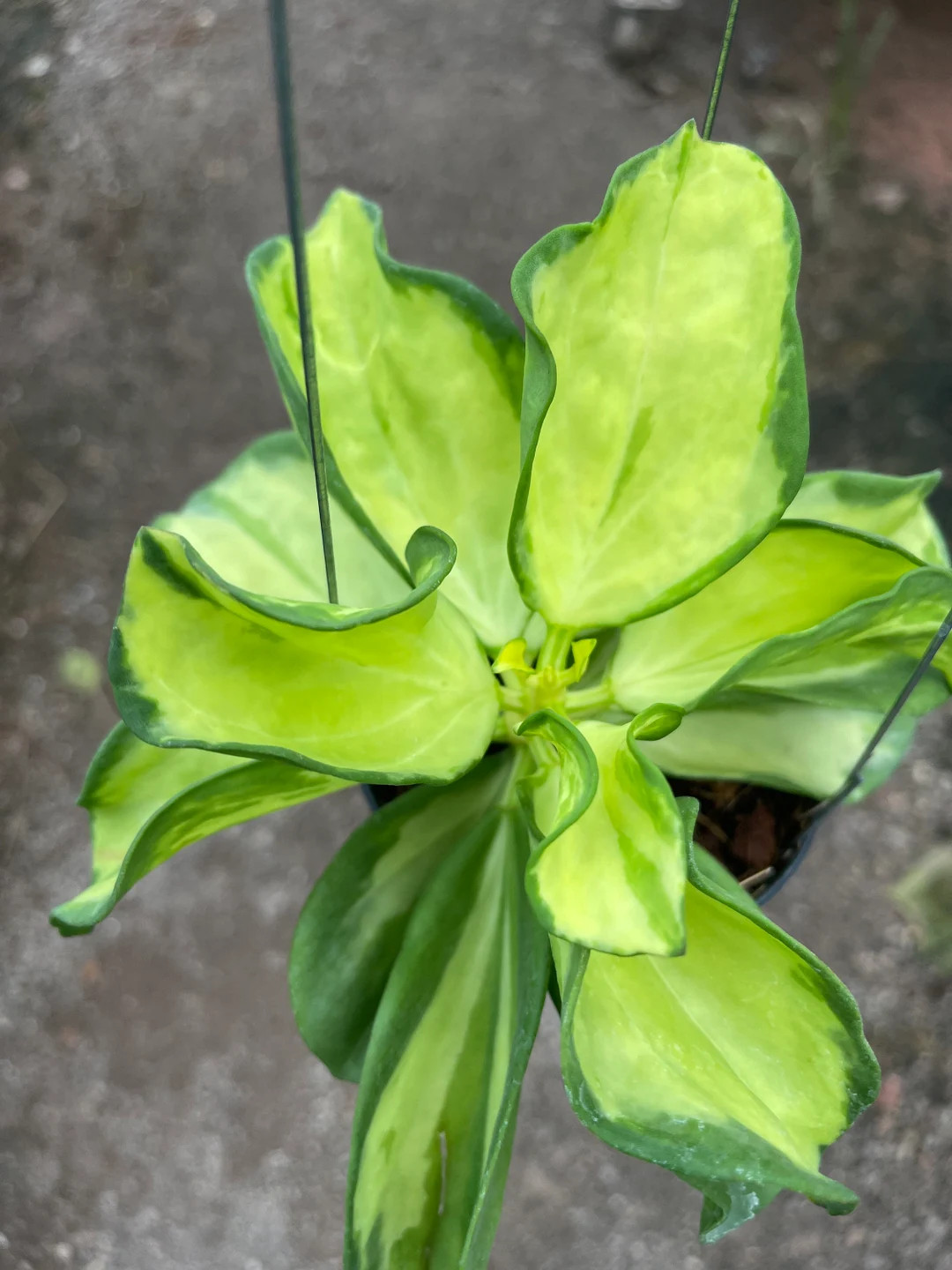 Hoya Pachyclada Variegata (((((hoya))))) Photo-cer///// - Etsy | Etsy (US)