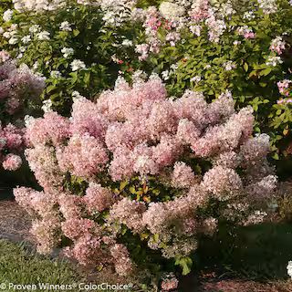 1 Gal. Bobo Hardy Hydrangea (Paniculata) Live Shrub, White to Pink Flowers | The Home Depot