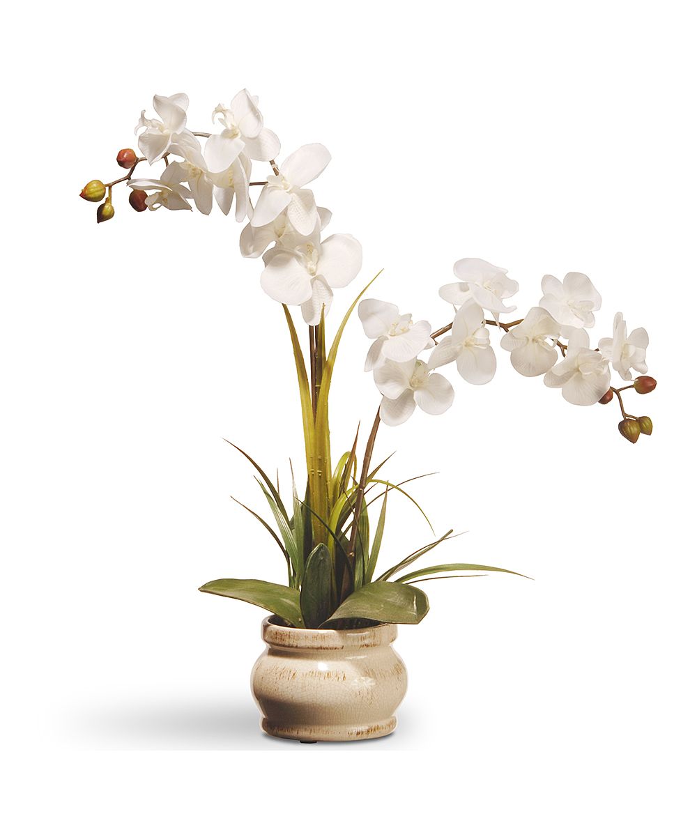 National Tree Company Floral White - Potted White Orchid Arrangement | Zulily