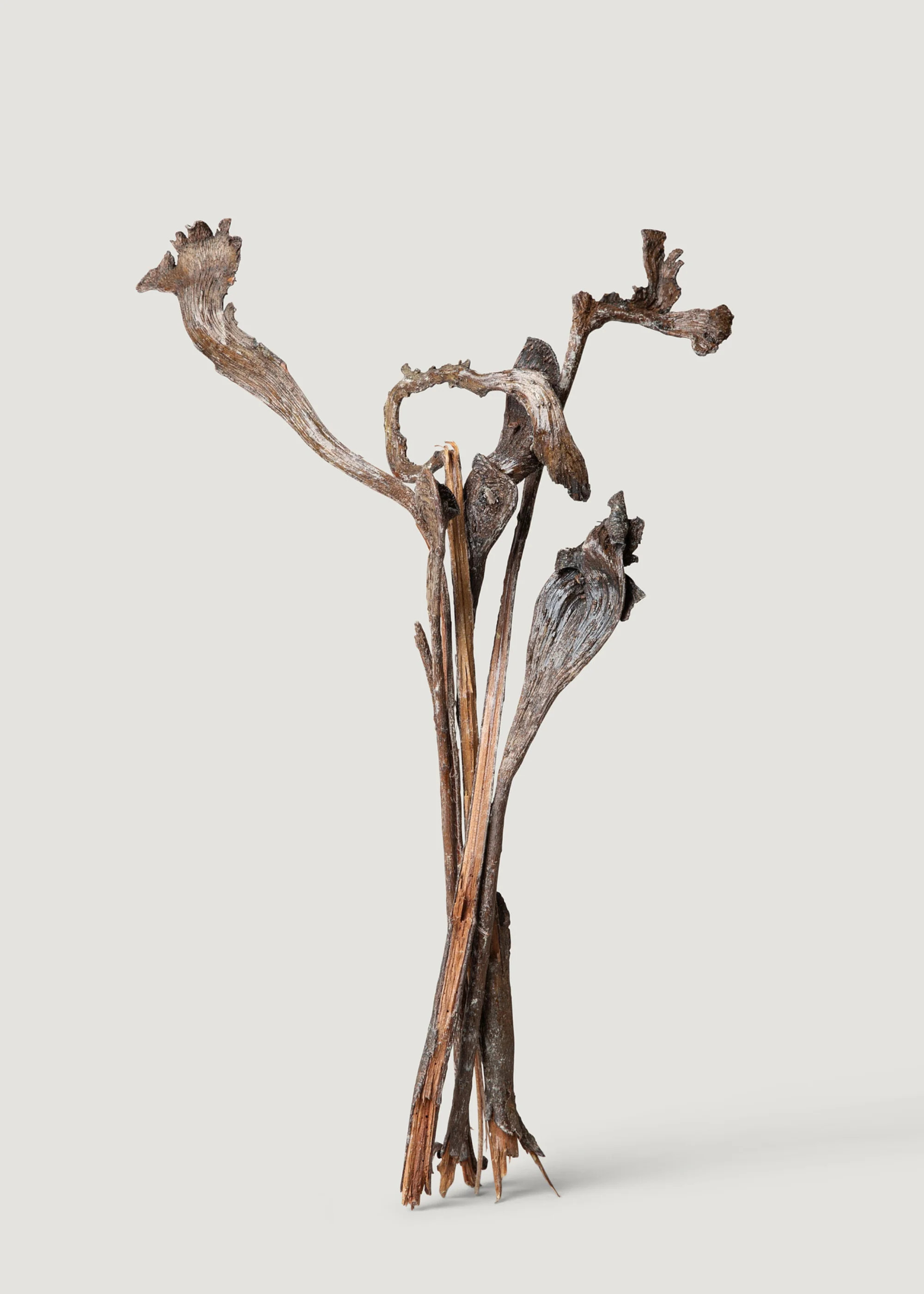 Bundle of Varnished Natural Natraj Branches | Dried Decor | Afloral | Afloral