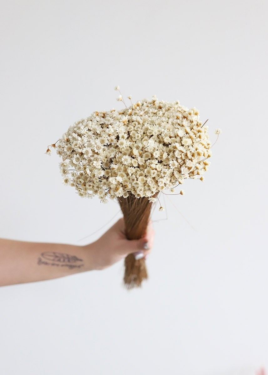 Chevron down icon | Afloral (US)