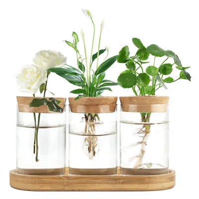 Plant Propagation Terrarium Desktop Glass Planter Station Water Planting Glass Vase With Lid And Wooden Stand For Propagating Hydroponic Plants Center | Wayfair North America