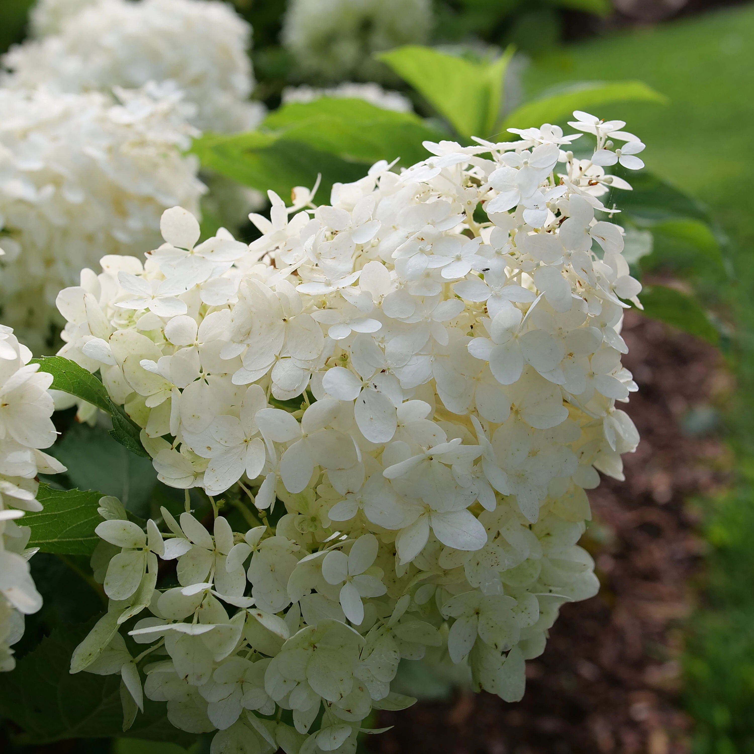 Proven Winners Puffer Fish Panicle Hydrangea (Paniculata) Flowering Shrub in 1 -Gallon Pot 1.0 -Pack with White Blooms | HYDPRC1226101 | Lowe's
