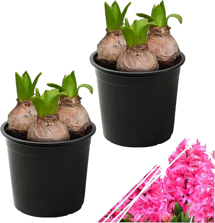 Live Flowering Hyacinth (2 Per Pack) - Pink, Beautiful Spring Bulbs, Ships Dormant in 1.25 Quart ... | Amazon (US)