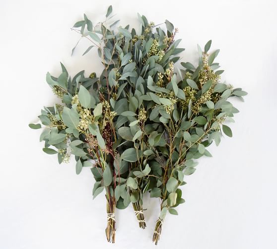 Live Seeded Eucalyptus Branches, 3 Bunches | Pottery Barn (US)