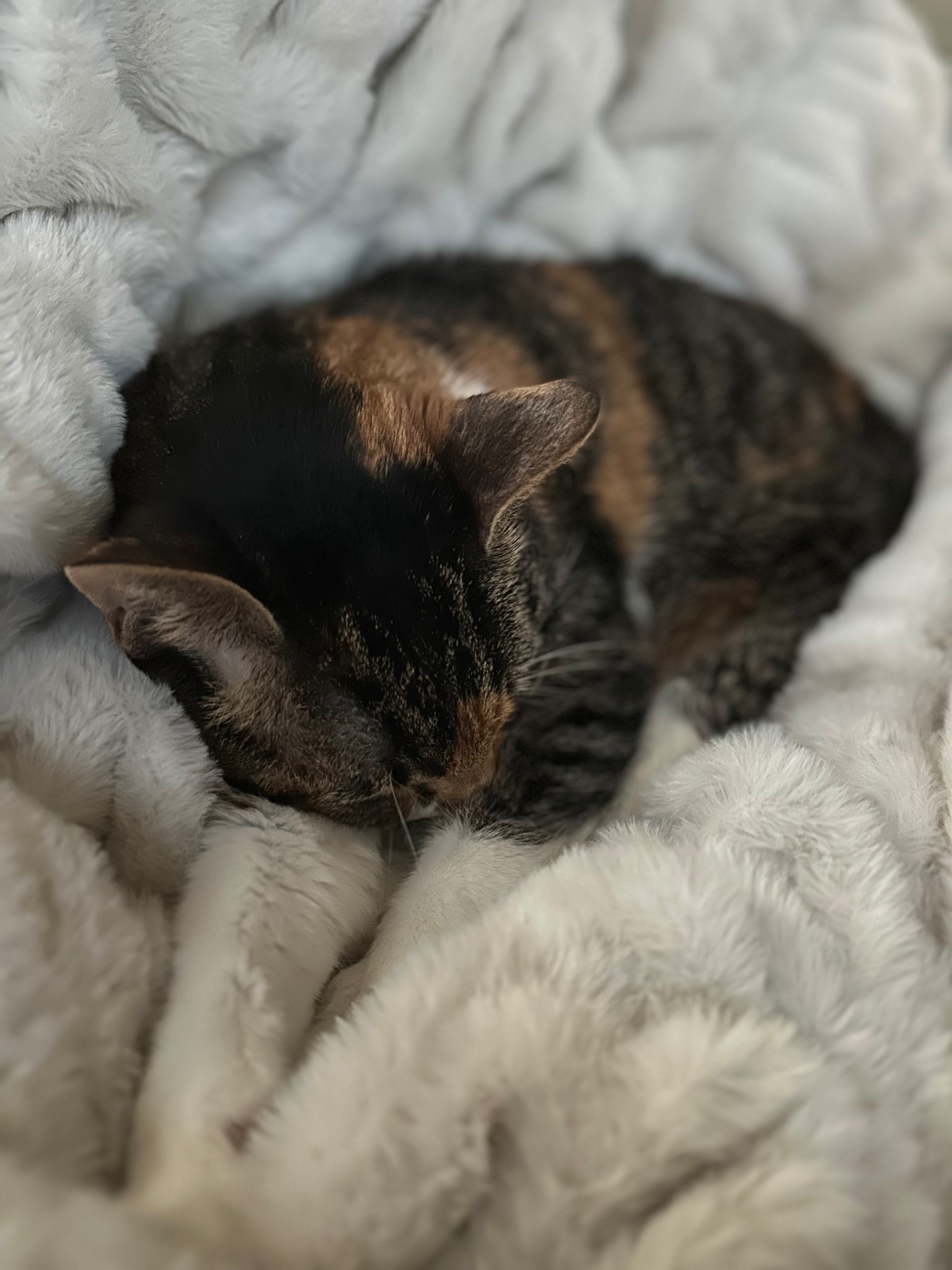 Lulu’s Lola Blanket 🫶🏻
Home

#LTKHome