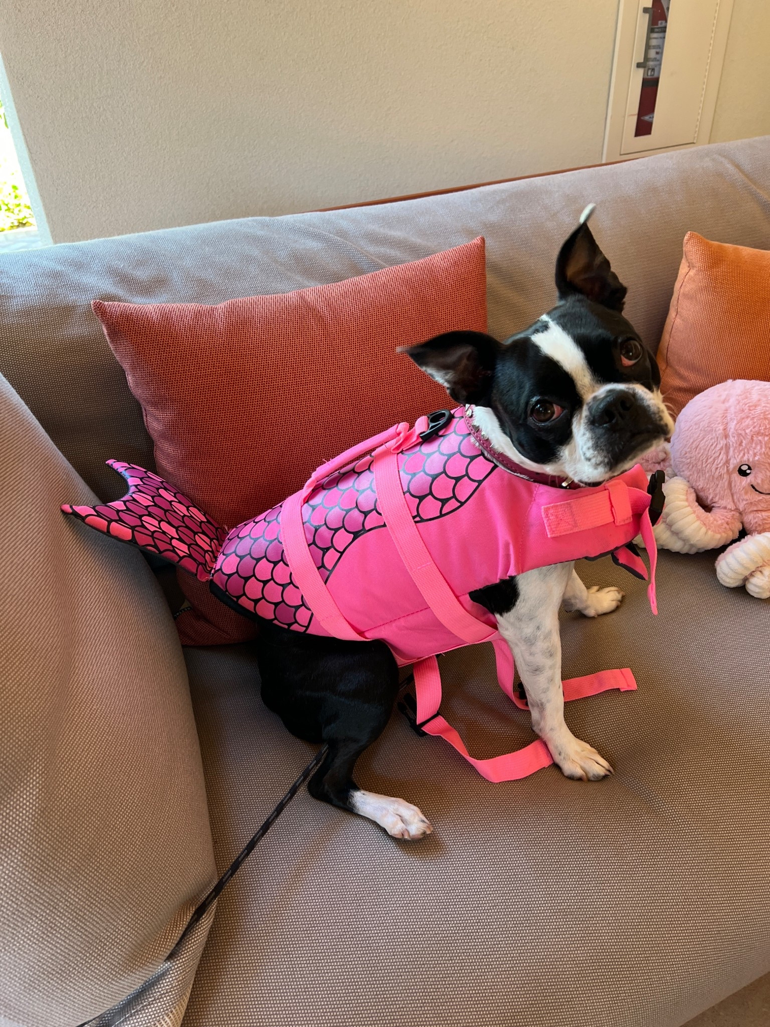 Dog Life Vest 

#LTKPets #LTKSwim #LTKFamily