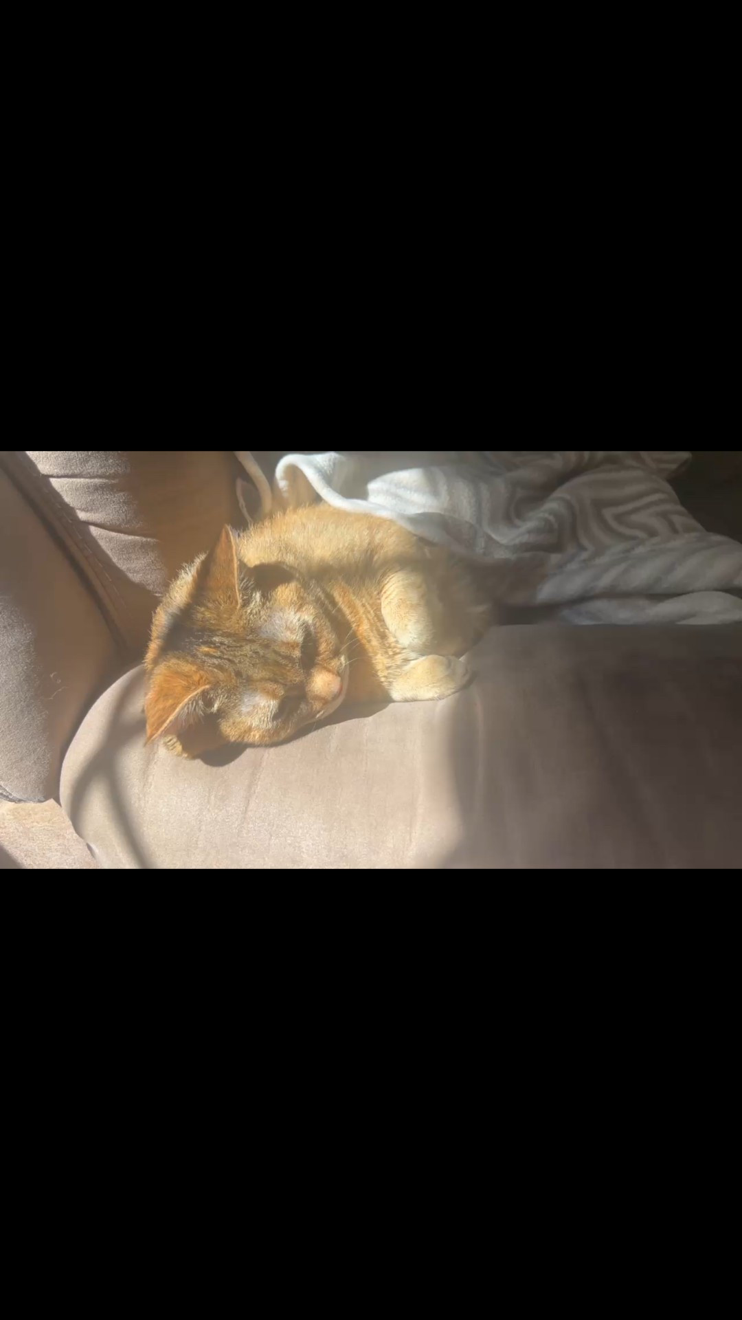 #LifeOnTikTok #TikTokPartner #TikTokMadeMeBuyIt Cat nap #fyp #blogger 

#LTKHome #LTKActive #LTKU