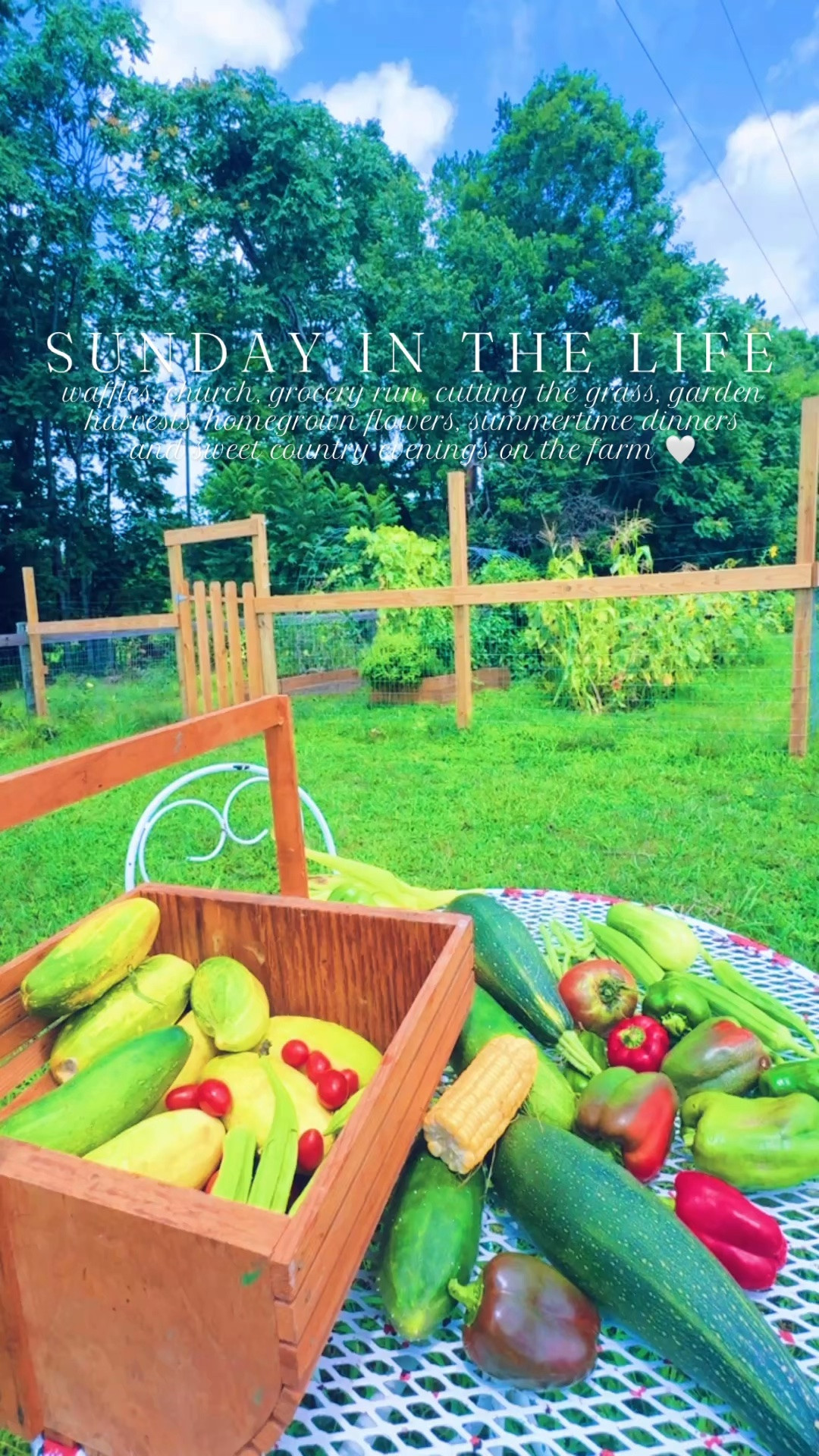 h a p p y  s u n d a y 🧇💒🛒🏬🪴👩‍🌾🏡🦋🧺🍅🥒🫑🌽🌾🐴🌻🍽️🥩💐🦌🌼🐓🥚🚜 #summersundays 

A homemade sweet potato 🍠 waffles 🧇 kind of rainy ☔️ mornin’ before we headed to church!! 💒 And we love a good race car 🏎️ grocery store 🏬 run 🛒 afterwards with these handsome cuties!!! 👶🏼🥰👶🏼 But for us, the best “grocery store” 😉 of all is coming home 🏡 to the garden 🪴 to harvest our own homegrown 🌱 veggies 🫑 hehe!! 🥒🌶️🍅🫛 And we even got to harvest 🧺 our very first ear of corn 🌽 (!!!!) out on our farm today… eek!!! 🥰😍 #homegrownveggies #firstcornoftheseason 

Then got this sweet baby 👶🏼 (& his big brother 🩵) down for naps 💤 while “Dada” was cutting grass 🌱 out in the pastures!! 🌳 Also… how stinkin’ cute is our new blue and white gingham shower 🚿 curtain 🪡 in the boys’ bathroom?! 😍 And eek!!! Went out to collect 🧺 some eggs 🥚 from our ladies 🐓 and LOOK 👀- we officially have our first GREEN 💚 egg 🪺- I was so excited 🤭 I squealed!!! 😍 My rainbow 🌈 egg carton is coming along y’all!!!! 🤗 #firstgreenegg #rainbowcartonloading 

And while the little were napping 😴, come along with me to pick ✂️ some fresh homegrown flowers for the farmhouse!! 💐🫙🌼🦋🌻🌸 Is there anything better than flowers from your garden 🪴 to decorate your kitchen table with?! 😍 This “farmhouse on the hill” view will never get old!!! 🪟

Yummiest steak 🥩 dinner 🍽️ tonight after my hardworking man 💪🏽 got done cutting the grass!! 🚜 And played outside in the sandbox 🪣 with trucks 🛻 upon trucks 🛻 until bedtime 💤 with the prettiest views!! 🐴🦌 So grateful for this sweet country life of ours! 🌾✨