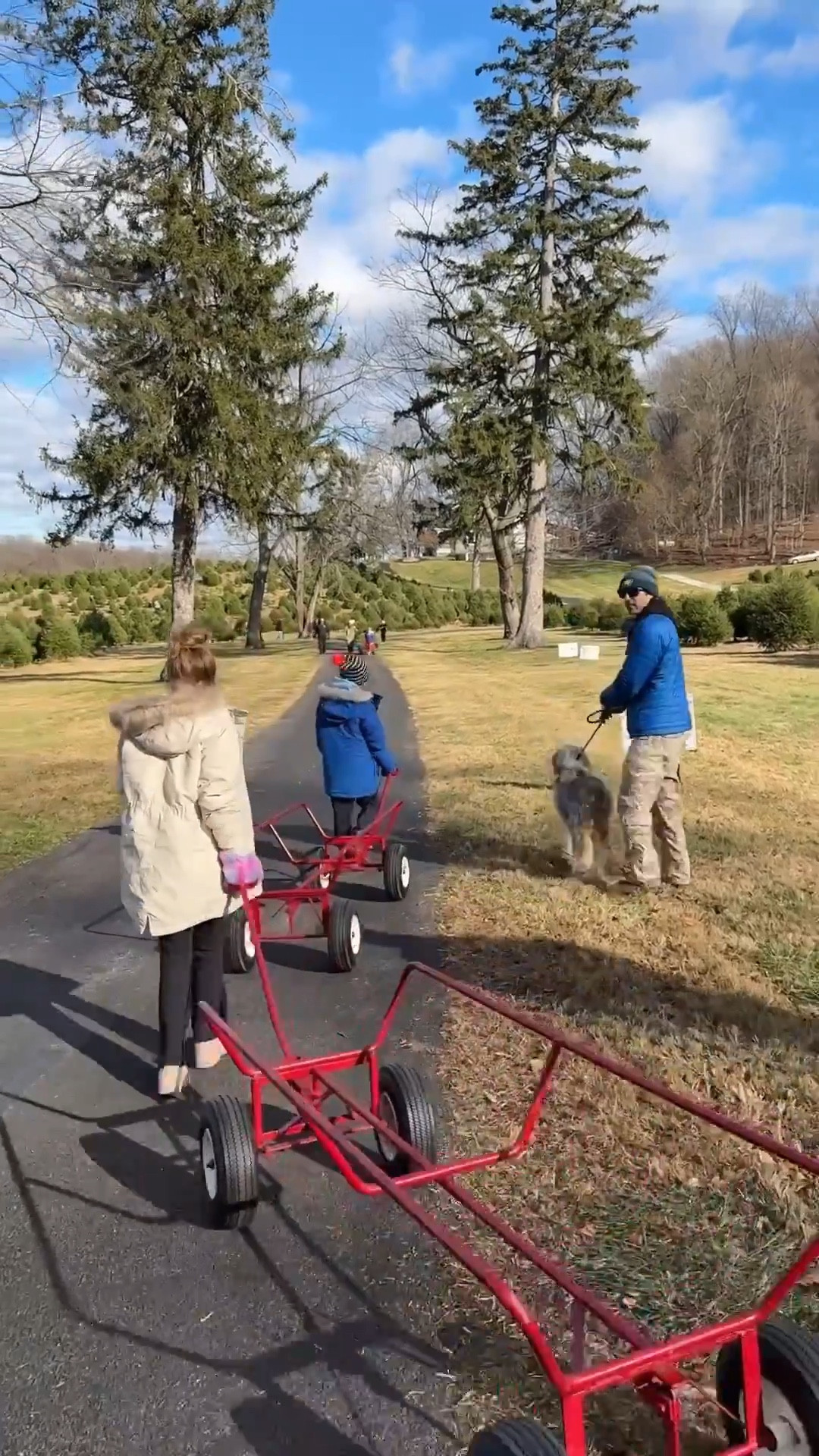 Cutting down our Christmas tree on Black Friday! We started this tradition the year after Joseph was born (so Amelia was 2 1/2 & Joseph was 11 months!) & it’s something I look forward to all year! We get hot chocolate & then go to the tree farm & pick out our perfect tree… most years 🤪… we may or may not have gotten a crooked one this year 🤷🏻‍♀️ I also forgot to get my annual picture of my kids at the tree farm so our selfie will have to suffice 😂 It’s always a lot of fun & this year we brought Birdie, plus my brother & his fiancée came with us! Also, we listened to @carmenjohnstongardens & hosed down our tree & then dried it with a leaf blower & I think that helped a lot! What are some of your favorite holiday traditions?! 

#LTKstorytime #LTKmomlife #LTKHoliday
