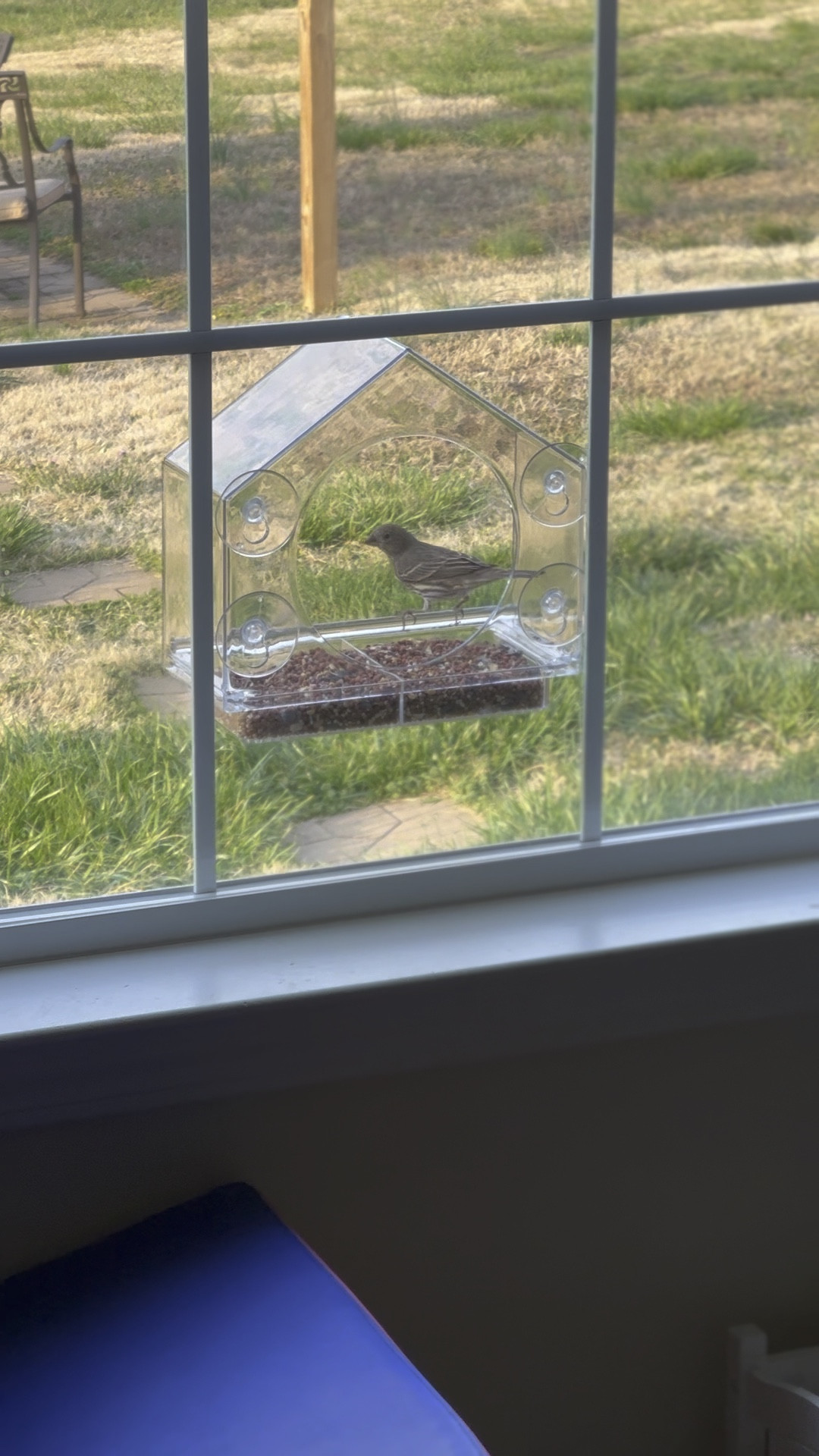 My newest Amazon find and I love it! My kids love it too. It’s so exciting every time we get a bird!! 🐦 

#LTKkids #LTKhome #LTKVideo