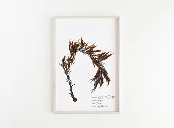 Brown seaweed print - Botanical illustration - Seaweed art - Nautical wall print - Nautical art | Etsy (US)