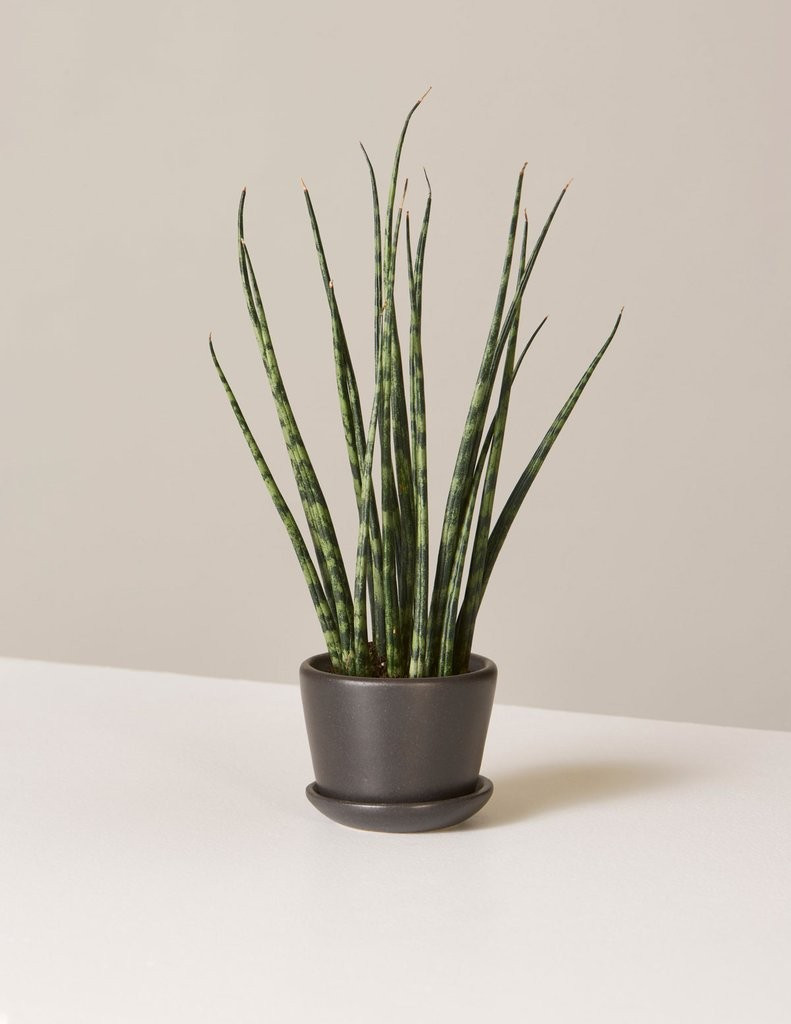 Petite Snake | The Sill