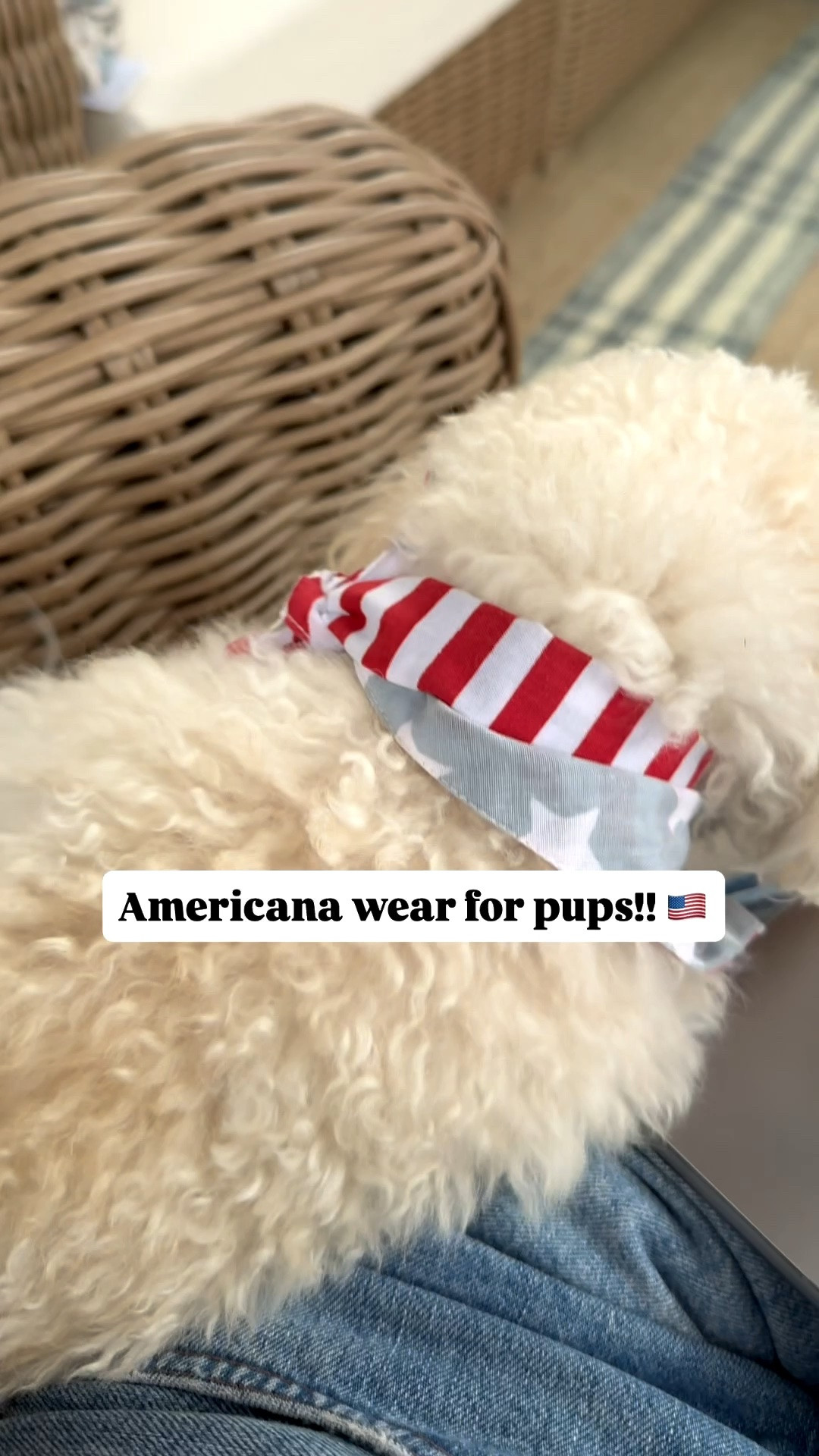 Cute Americana wear for pups, just in time for Memorial Day and Fourth of July!

#LTKSeasonal