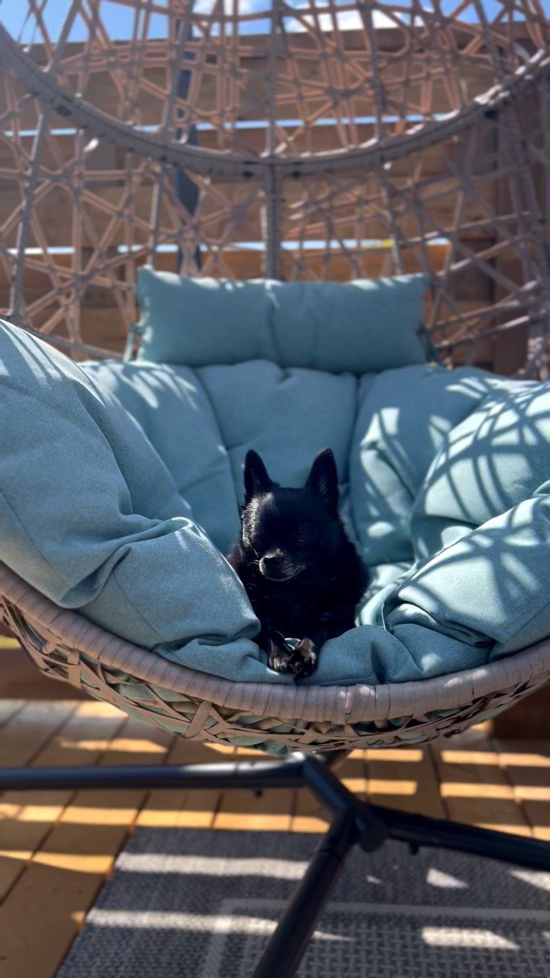 This is the comfiest oversized hanging swing/egg chair I’ve ever sat in. Bonus that it comes in my favorite color 🥰 
A rental we stayed at in FL had two on the balconies and we loved them so much, we simply had to get one to permanently enjoy when we got home. (Apparently Fendi loves it too! 😂🐾)

#LTKSeasonal #LTKHome #LTKPets