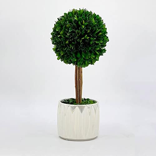Galt International Preserved Natural Boxwood Tree in Pearl Cream Pot - Plant and Table Centerpiece - | Amazon (US)