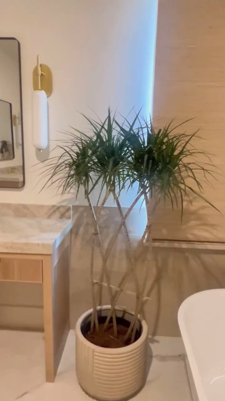 Say hello to Dream, the Dracaena 🌱 – my newest plant, now happily settled in this gorgeous planter I picked up from @westelm!

The perfect piece to style in my newly renovated bathroom!  She fits right in with the modern organic, luxe feel of the bathroom.

Do you style your home with house plants?  If so, what’s your favorite house plant?
.
#plantmomaesthetic #plantmomlife #dracaenamarginata #dracaena #bathroomstyling #modernluxe #organicmodern