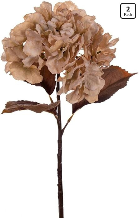 Vickerman 717288-18.5" Cream Dried Hydrangea Spray 2/Bag (FM223423) Dried and Preserved Flowering... | Amazon (US)