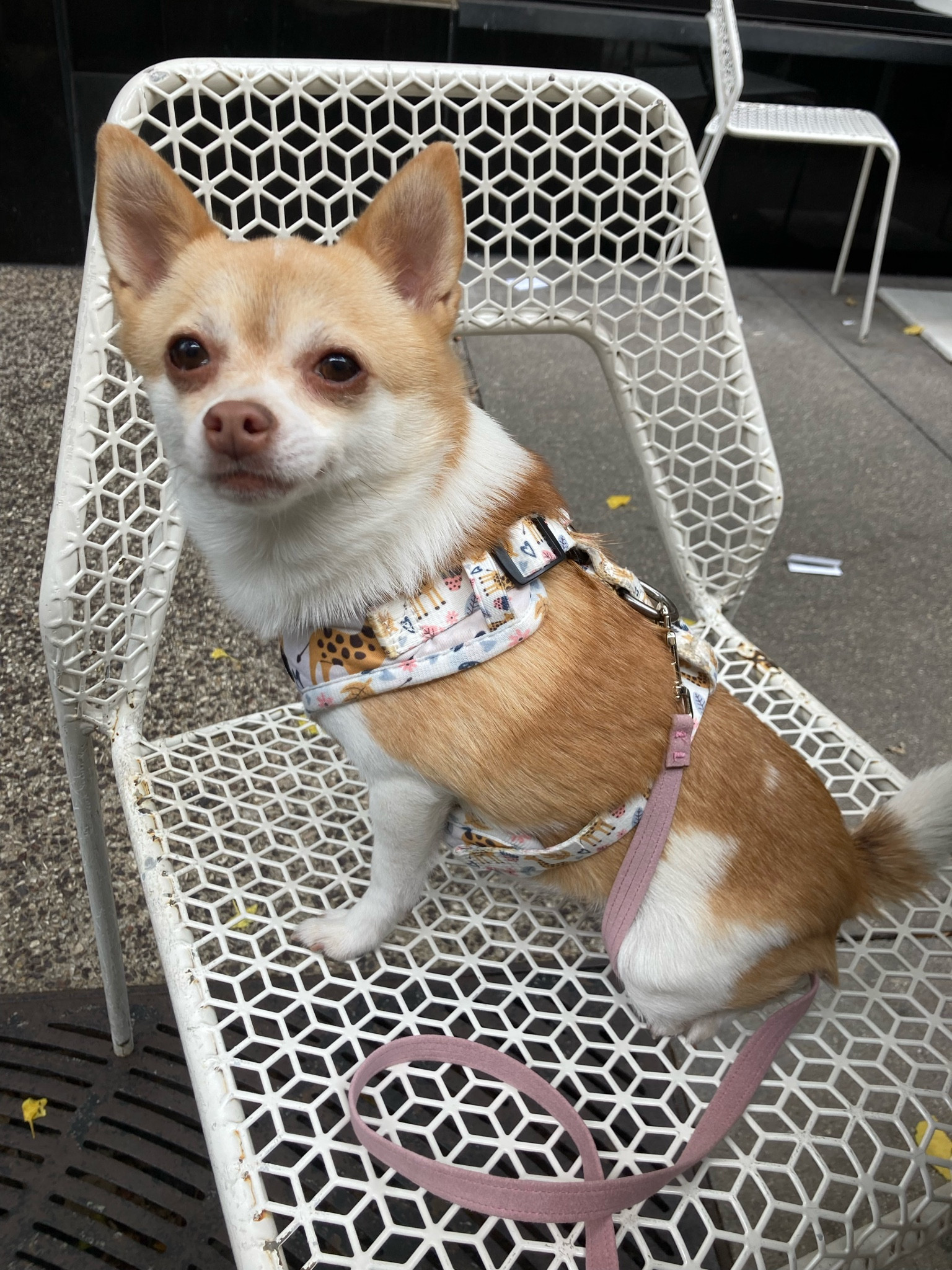 Coffee run🏃🏻‍♀️☕️