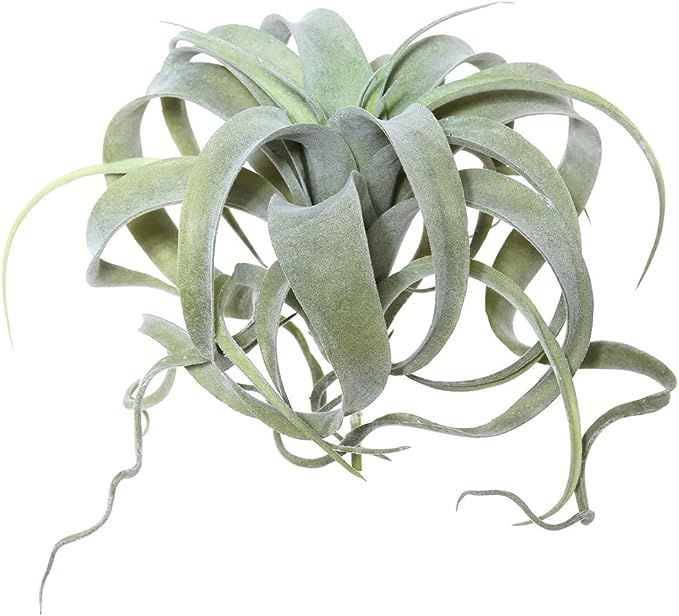 Vickerman FE172301 Everyday Tillandsia Pick | Amazon (US)