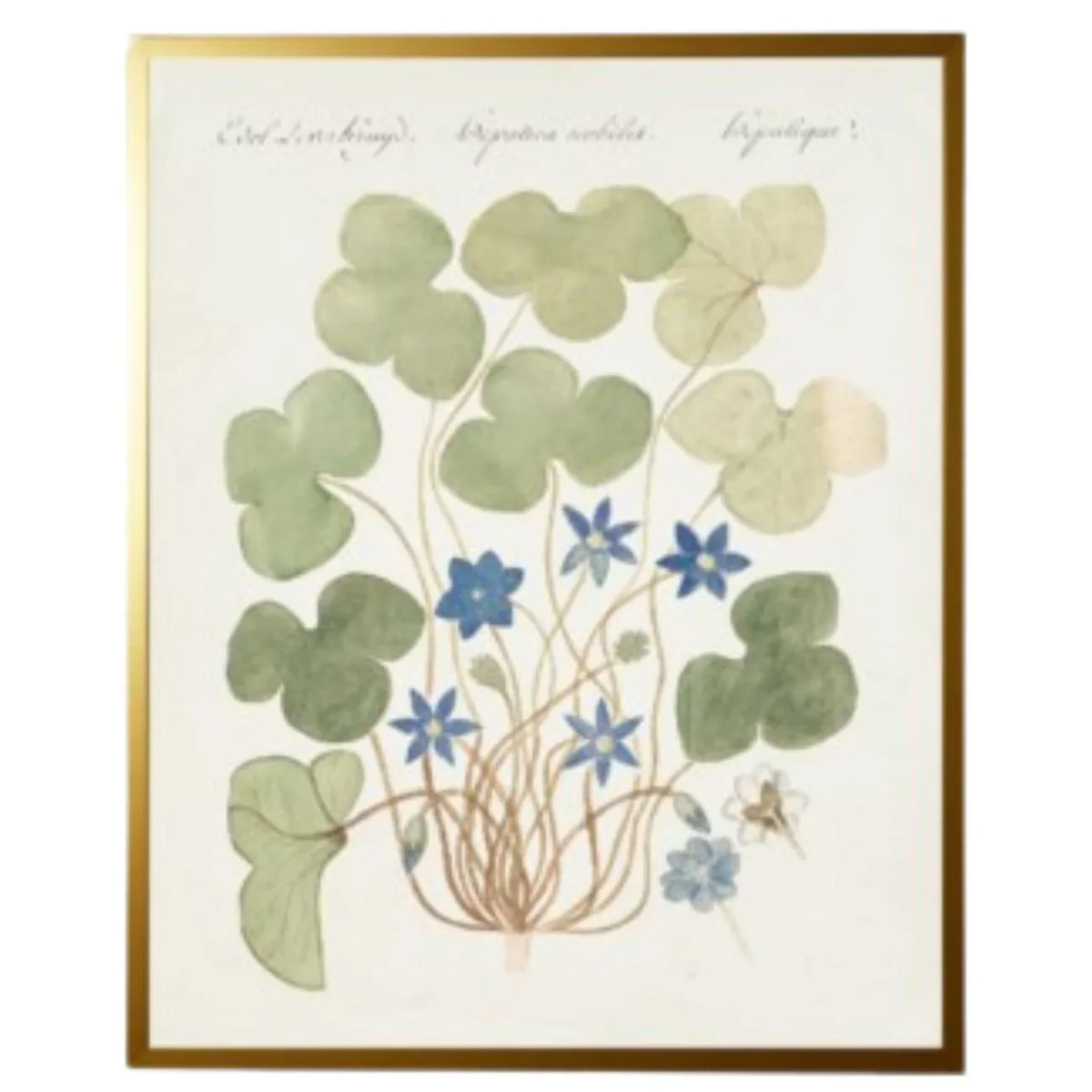 Vintage Bookplate with Blue Anemone Framed Wall Art | The Well Appointed House, LLC