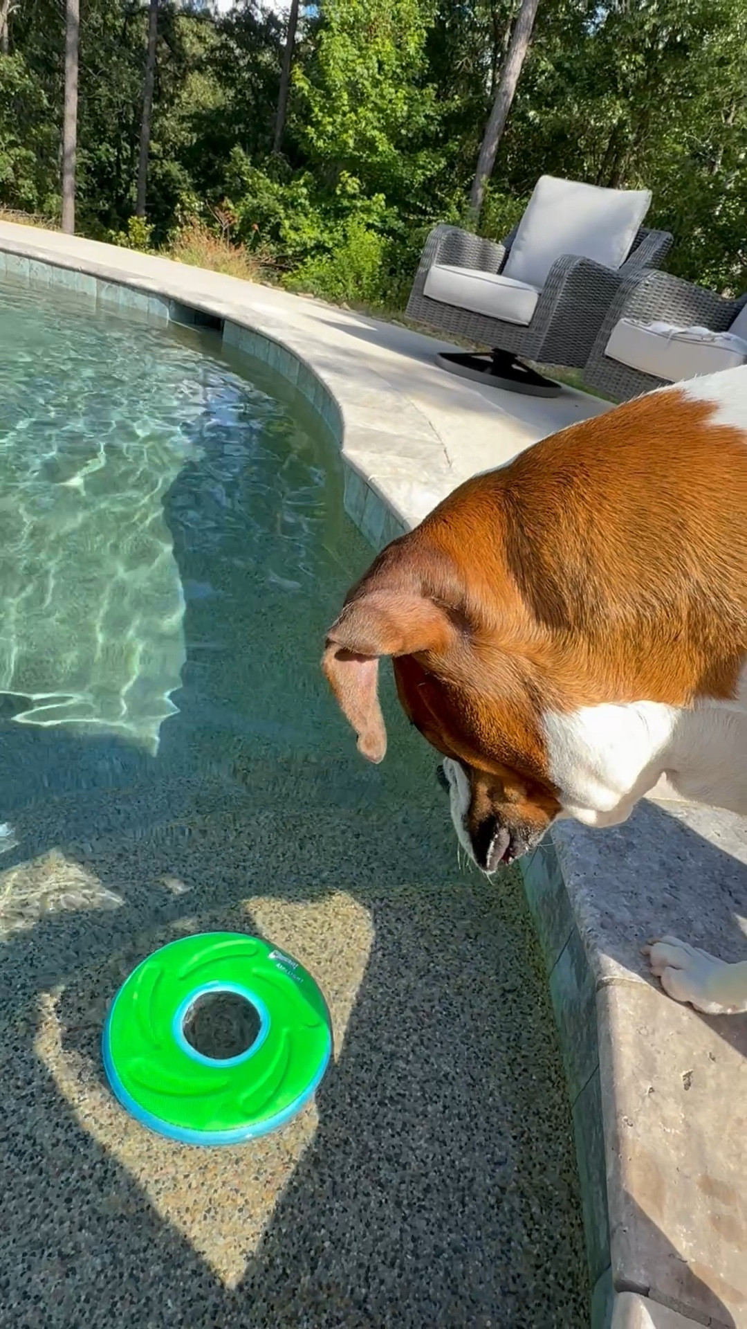 My boxer, Bruno, loves his new floating dog toy!!!! 


#LTKFamily #LTKSwim #LTKPets