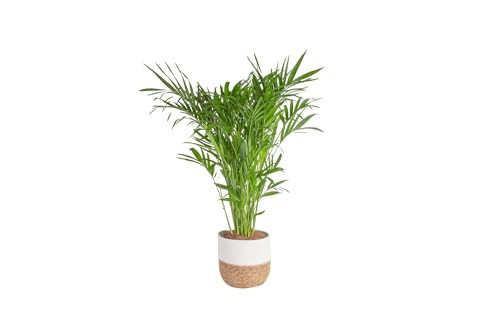 Costa Farms Cat Palm, Live Indoor Houseplant in Décor Planter, Tree-Like Floor House Plant Potted in Soil, Housewarming Gift for New Home, Living Room or Office Decor, Patio Decor, 3-4 Feet Tall | Amazon (US)
