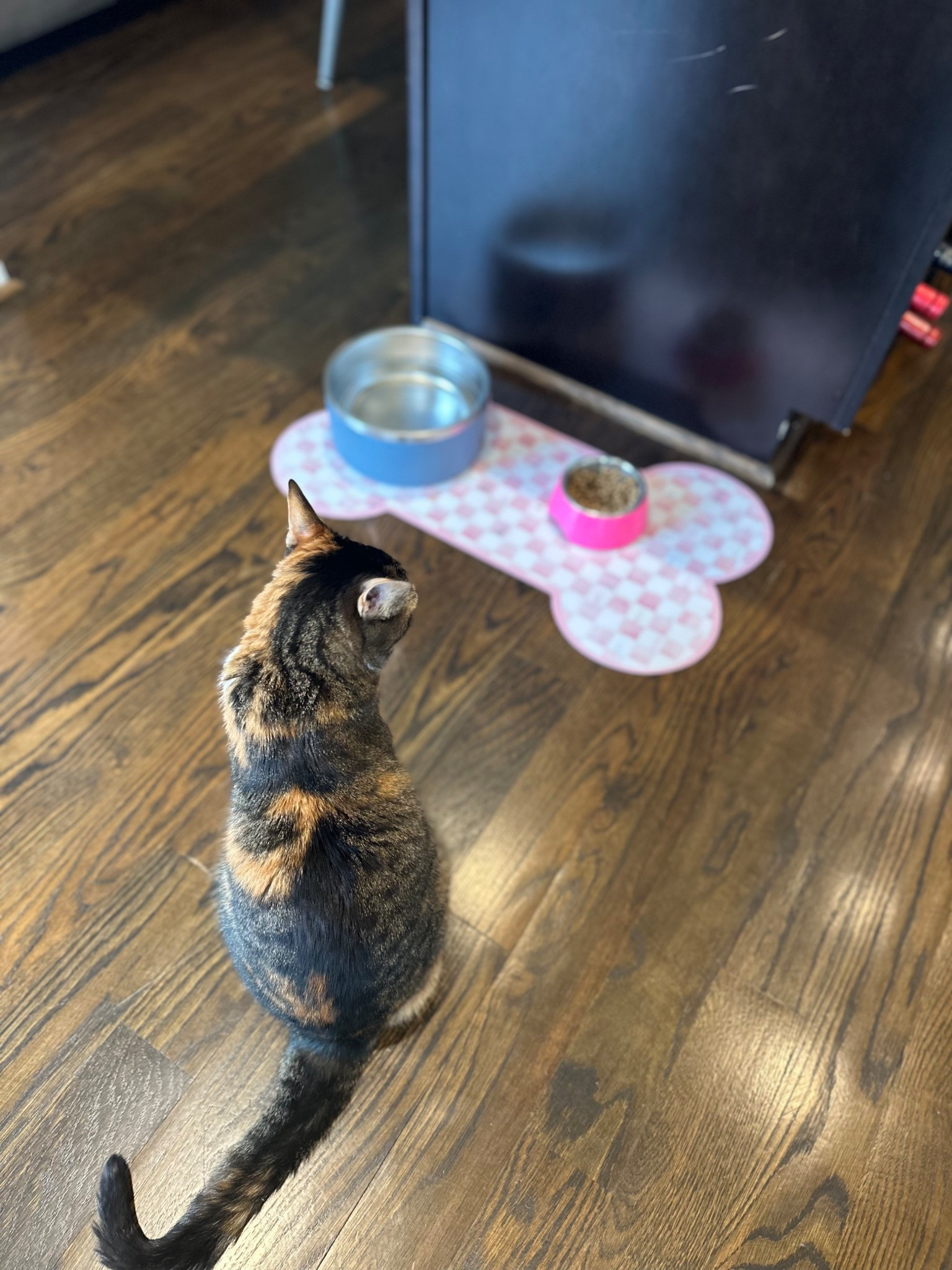 Mackenzie Childs pet mat
Cats
Home

#LTKHome